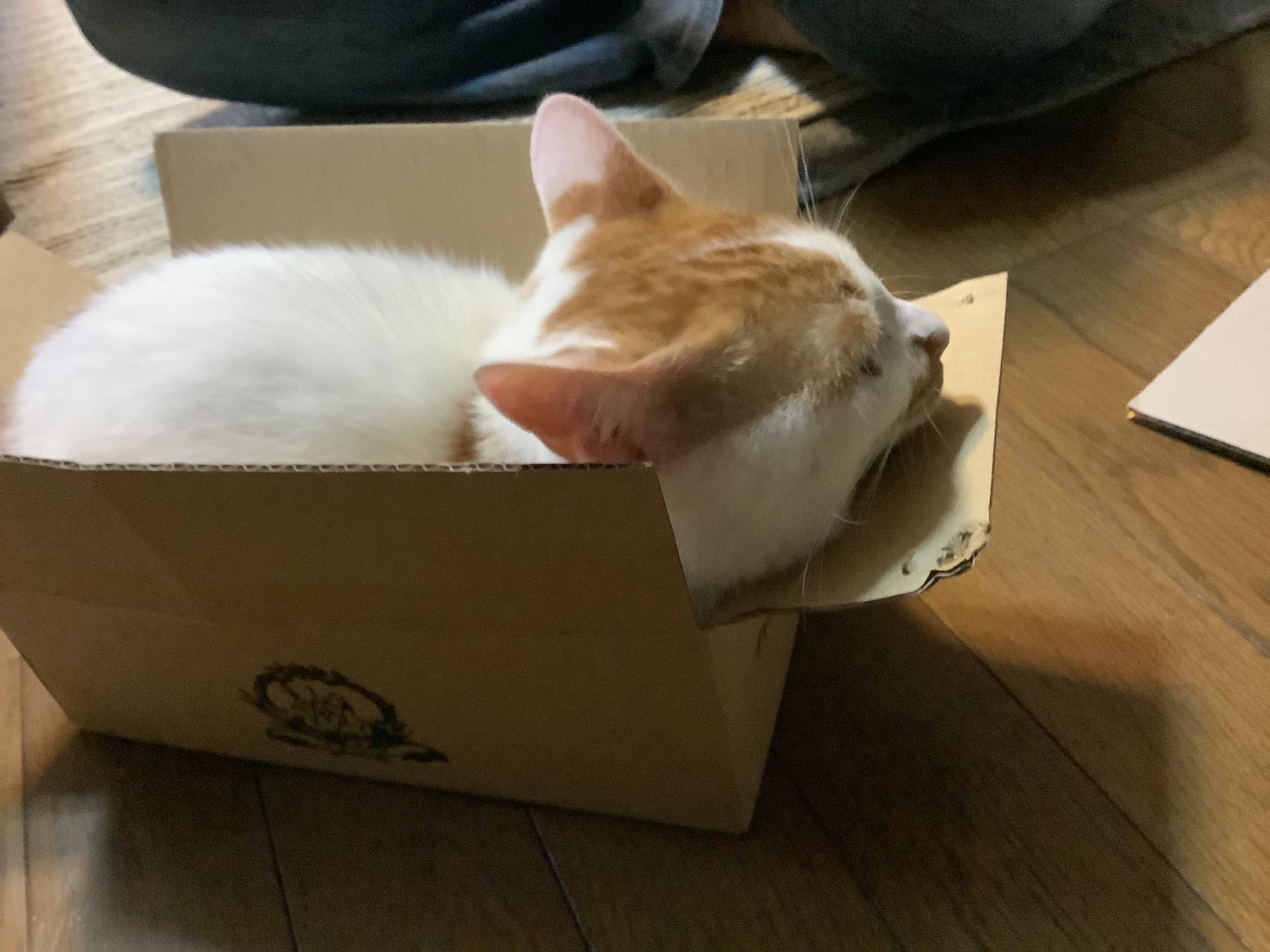渉           茶白