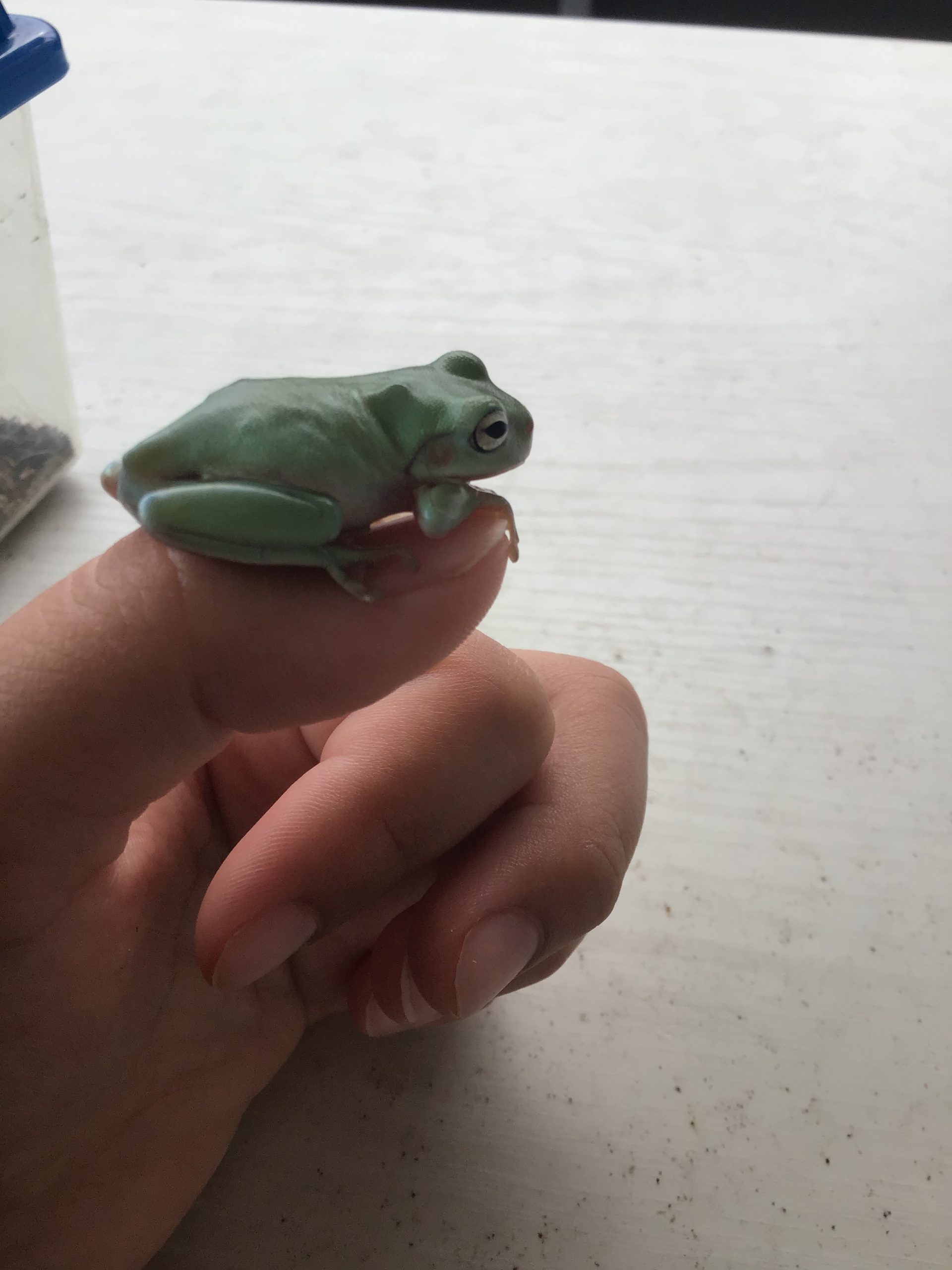 名前あびー 種名イエアメガエル