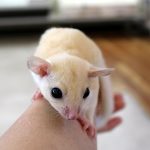 モモンガの白色の男の子はくです！