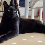 黒猫!