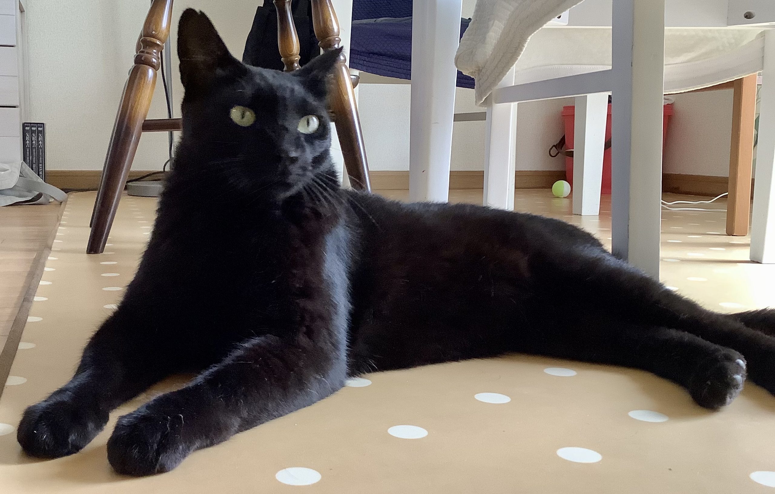 黒猫!