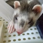 フェレットのもんじゃ♂