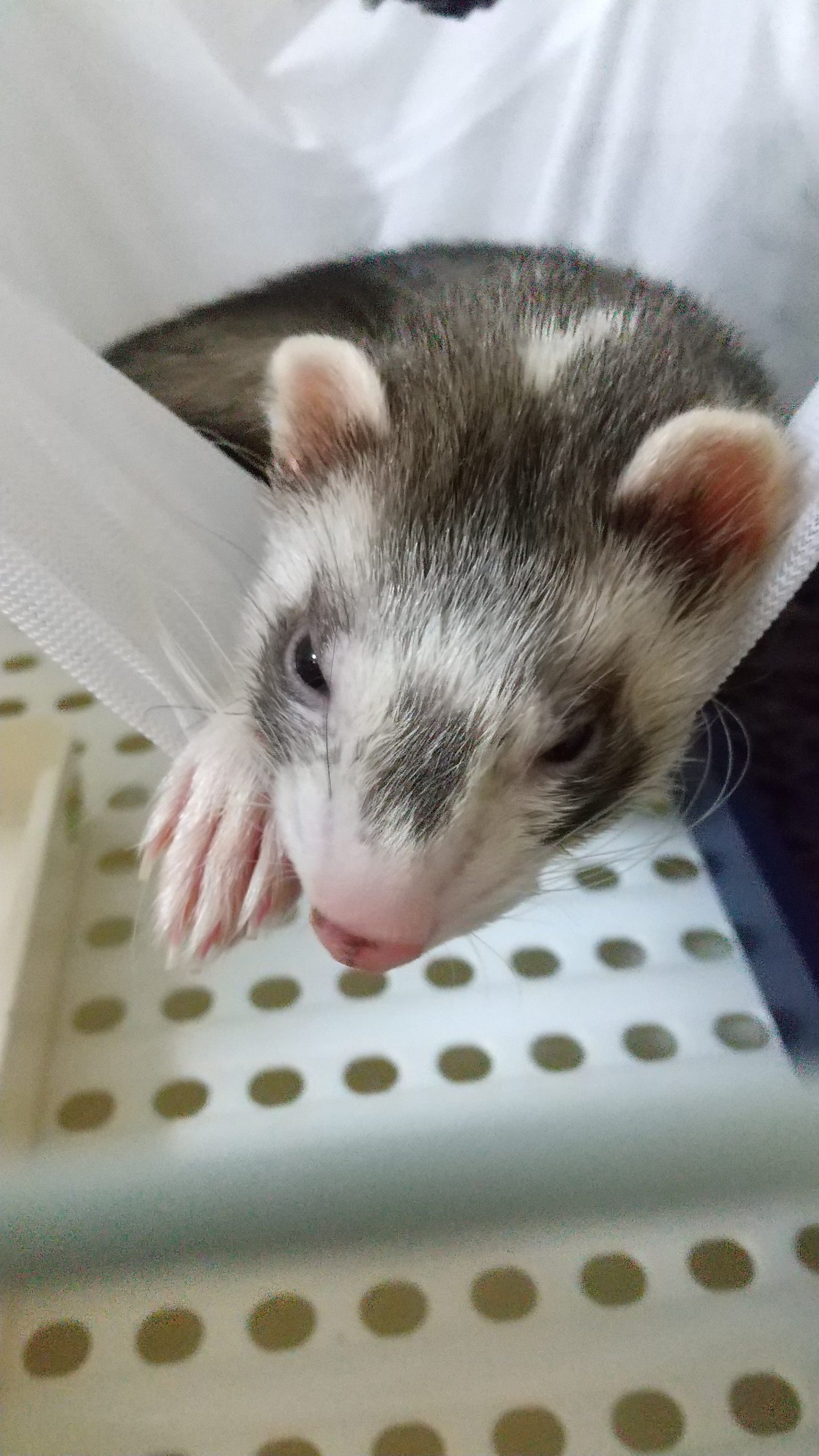 フェレットのもんじゃ♂