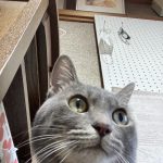 かわいいジェラトーニ