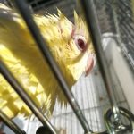 サザナミインコの福ちゃん
