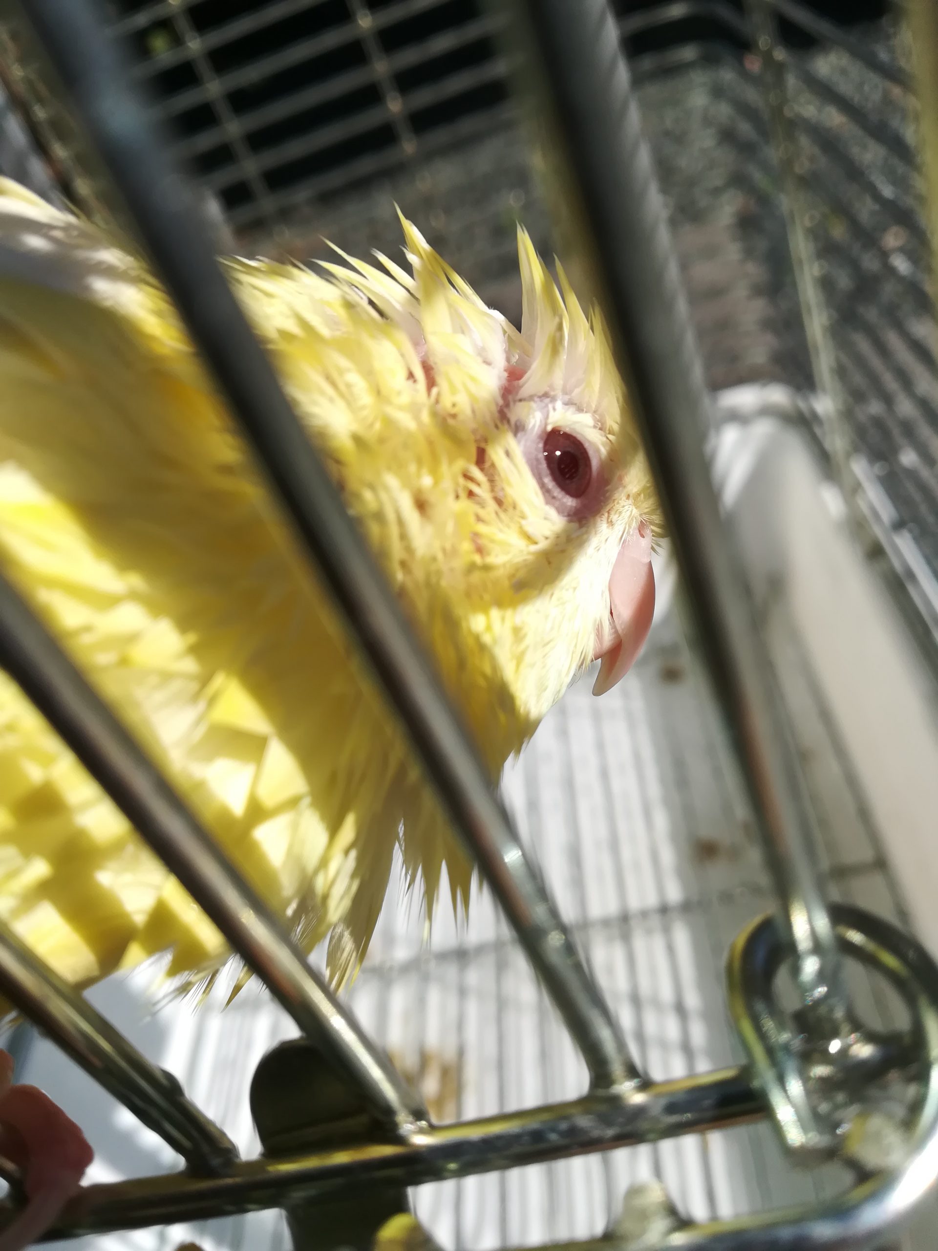 サザナミインコの福ちゃん