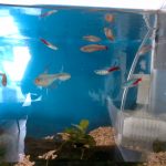 熱帯魚たち