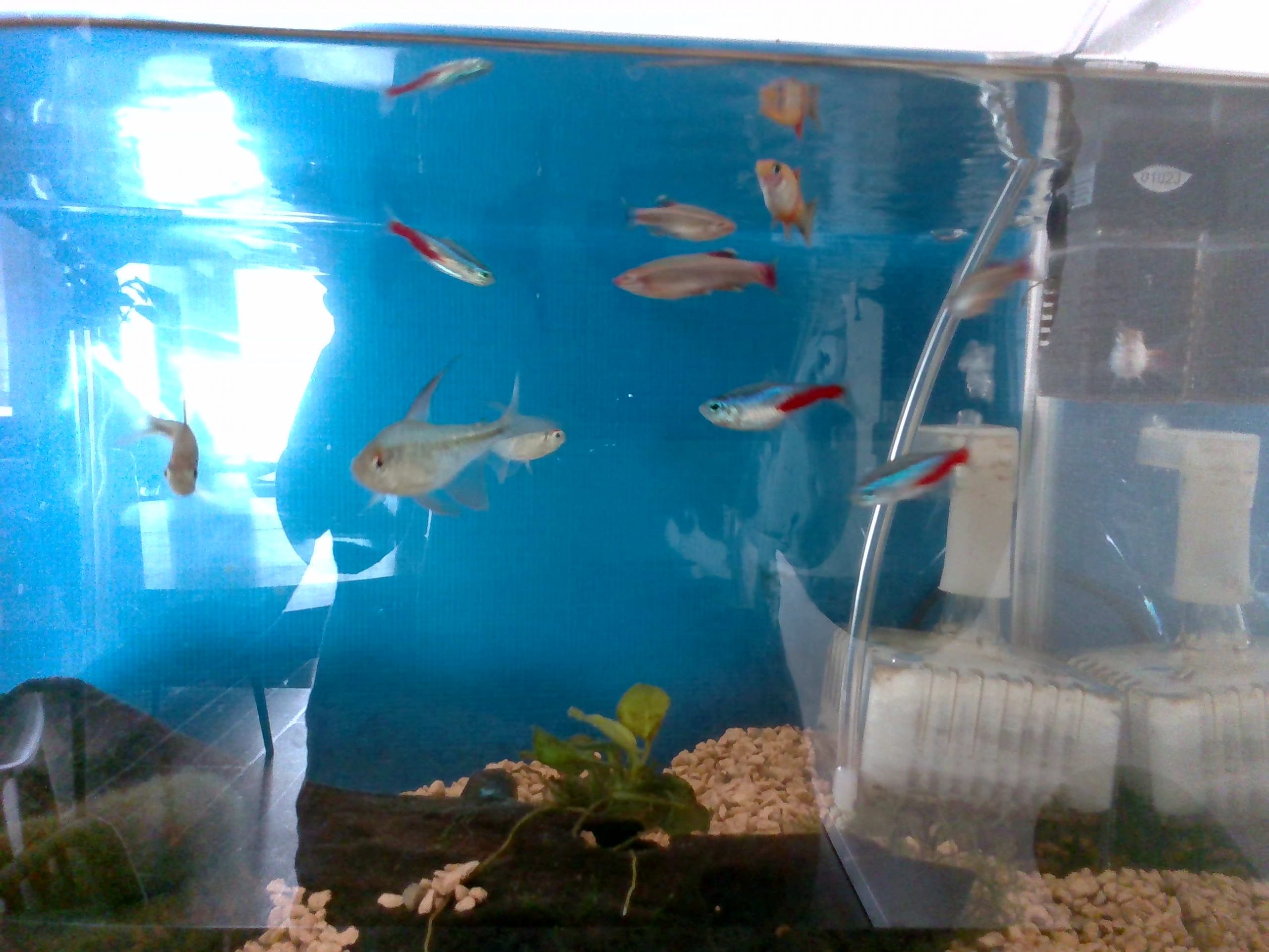 熱帯魚たち