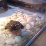 ゼニガメ