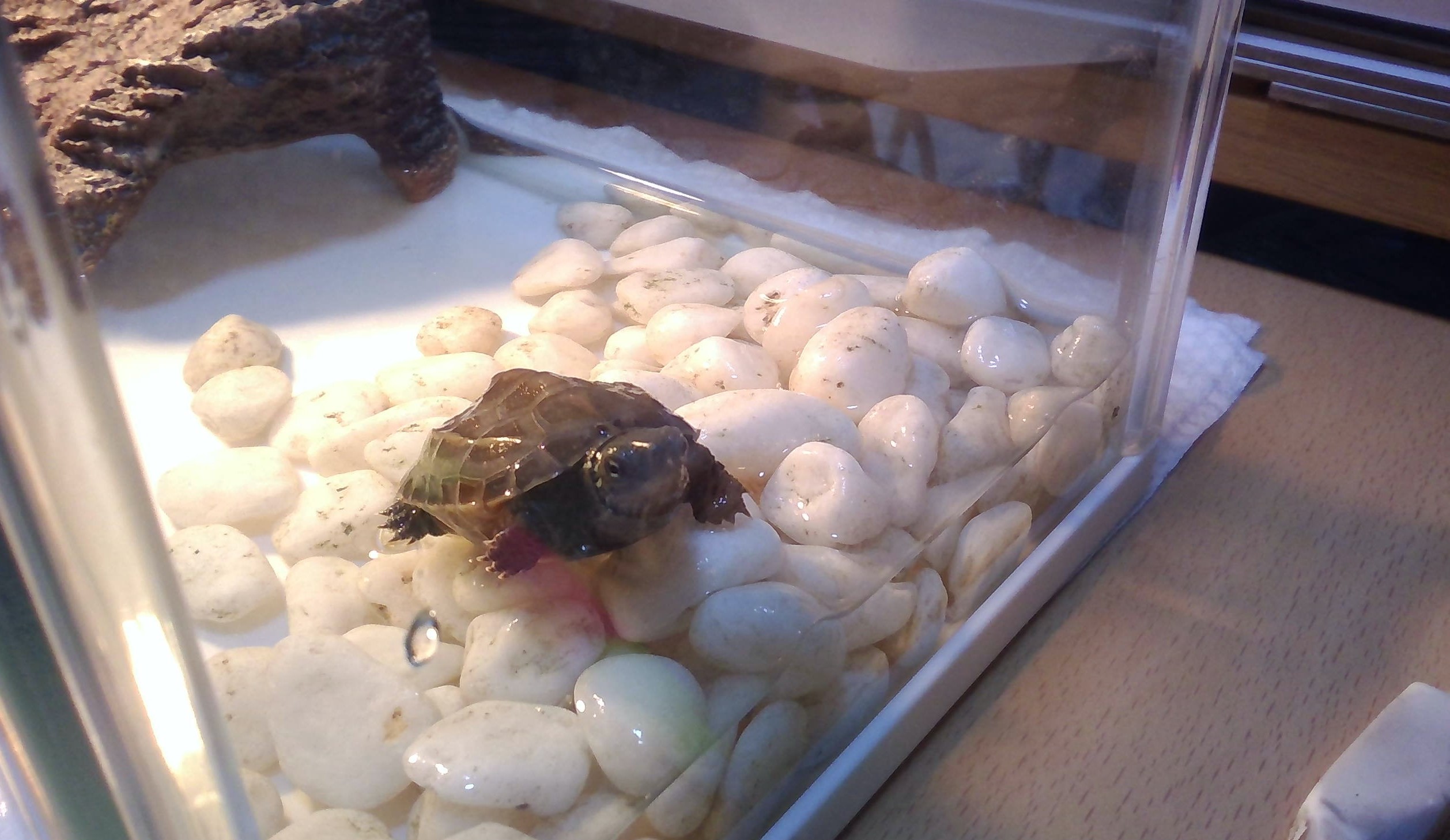 ゼニガメ