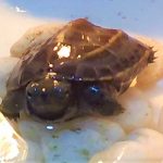 ゼニガメ