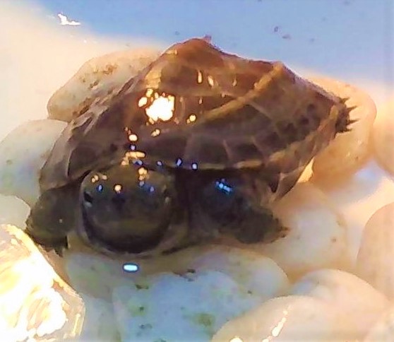 ゼニガメ