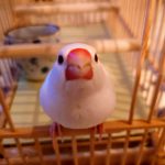 うめちゃん