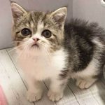 みぅくチュッパチャップスちゃん！