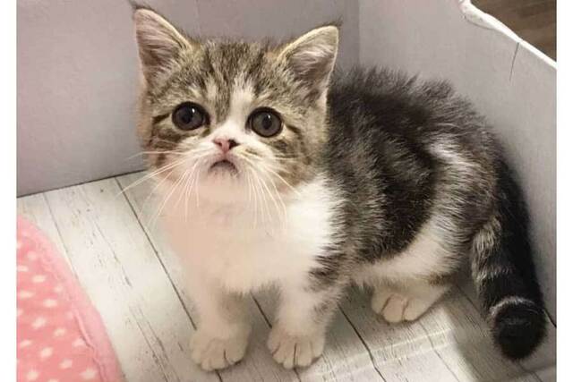 みぅくチュッパチャップスちゃん！