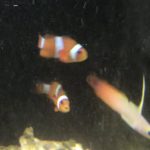 ハタタテハゼとカクレクマノミ