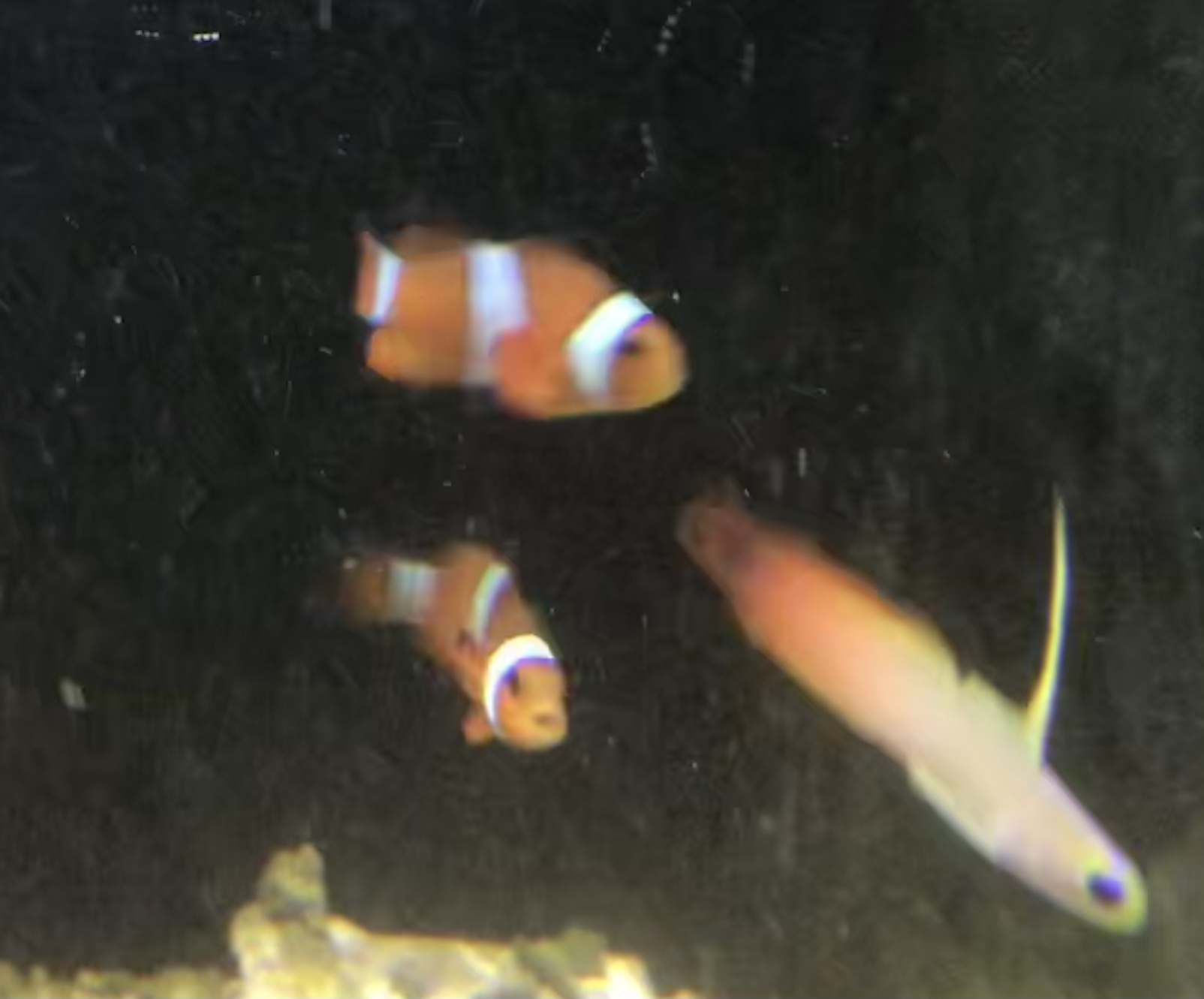 ハタタテハゼとカクレクマノミ
