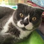 アリス、スコティッシュフォールド