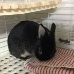 見てみてあそこに可愛いうささぎが！！