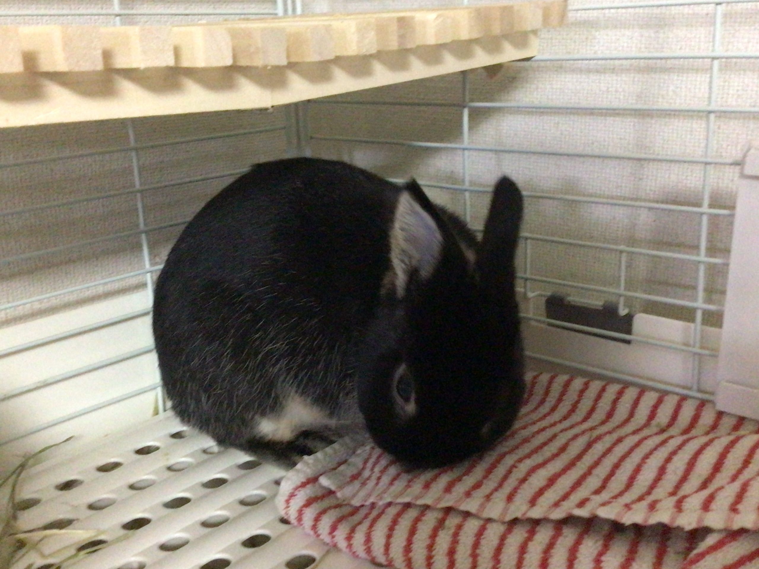 見てみてあそこに可愛いうささぎが!!