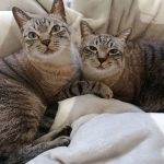 トトとネネ