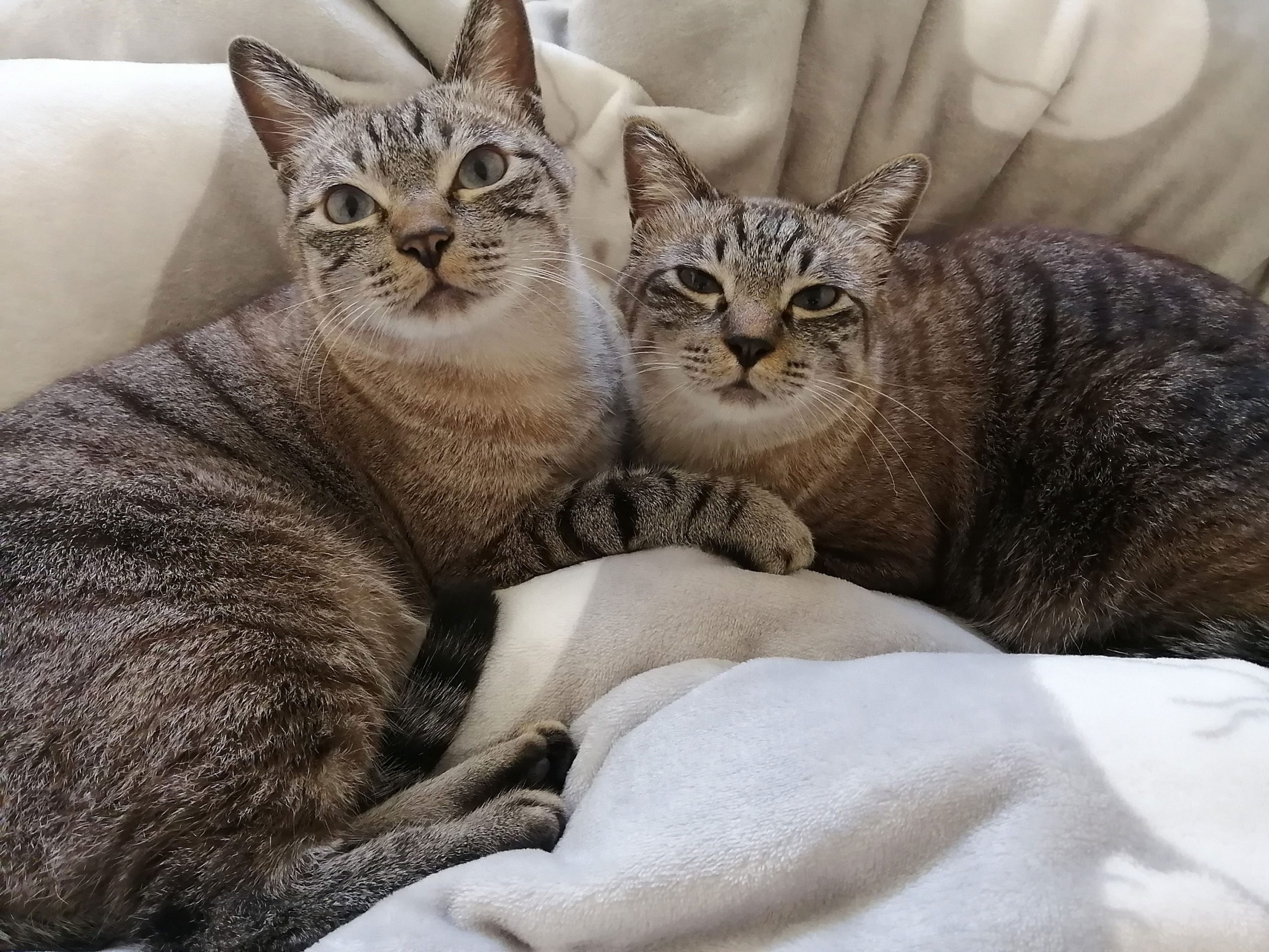 トトとネネ
