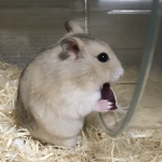 ハムスターのくるみちゃん
