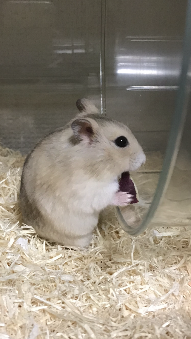 ハムスターのくるみちゃん