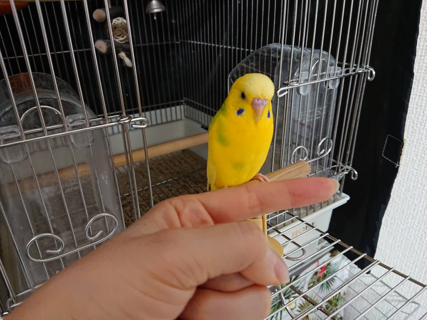 セキセイインコ