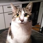 モモちゃんが我が家に来ました