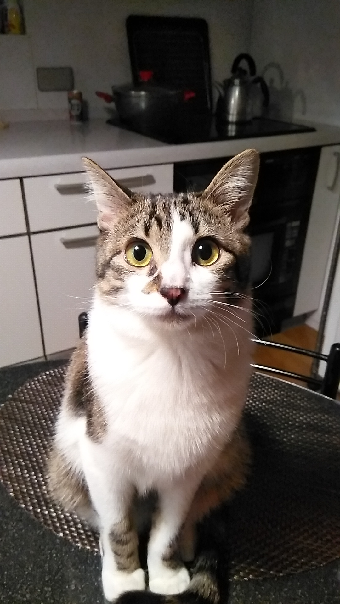モモちゃんが我が家に来ました