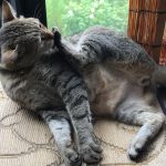 雑種猫のトラ