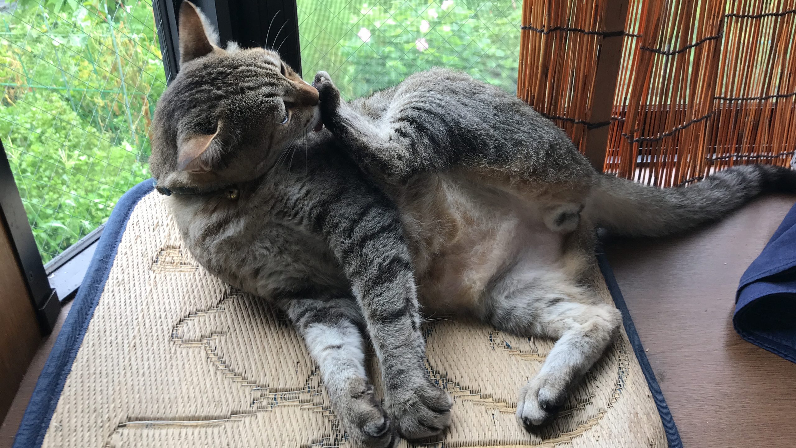 雑種猫のトラ