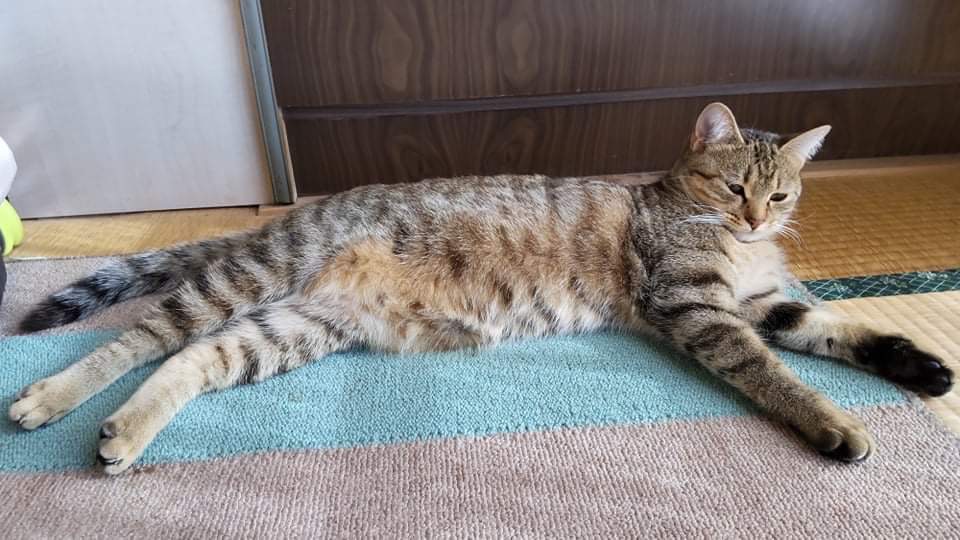 猫