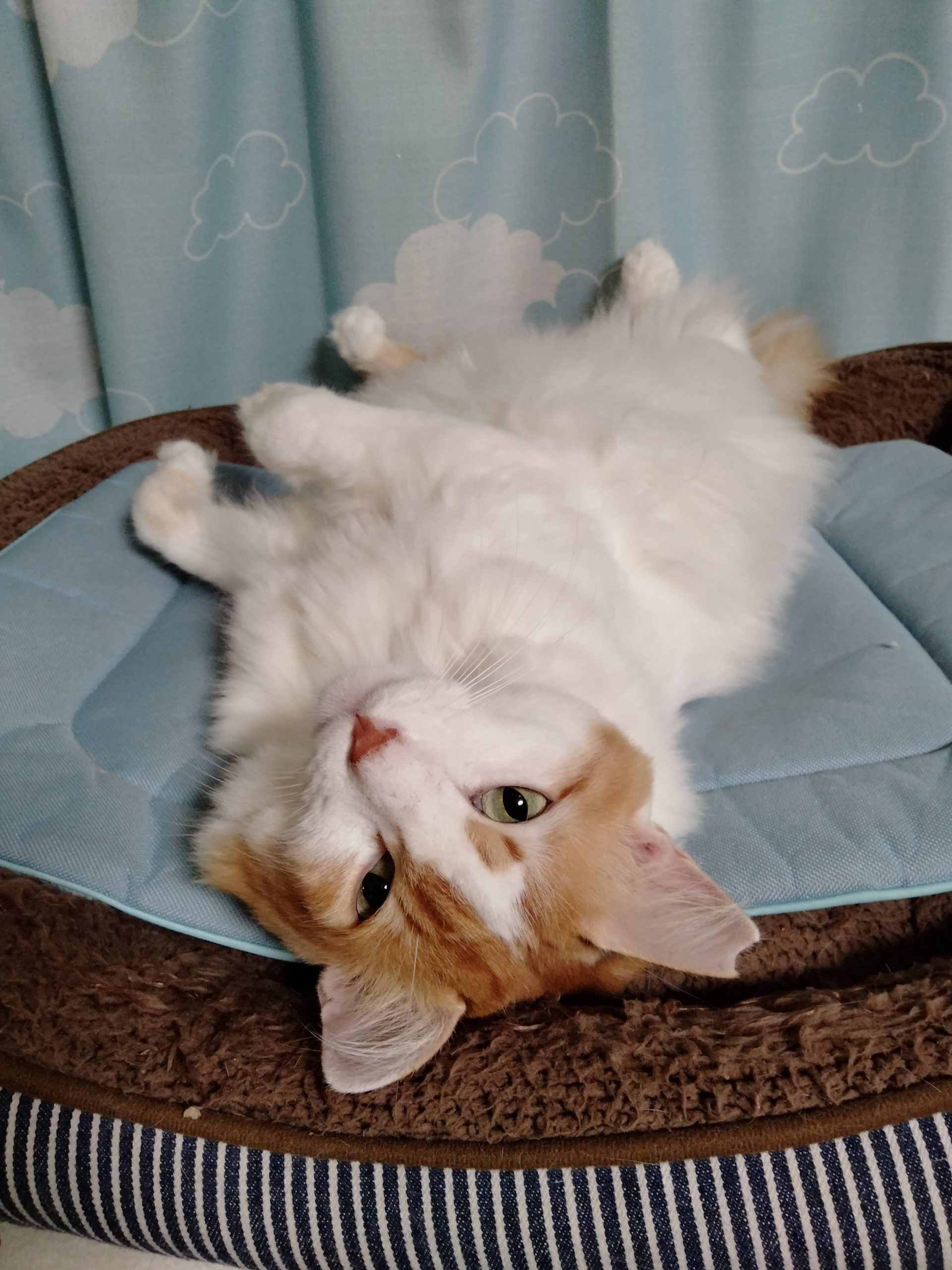 あ~ちゃん メインクーンの保護猫です