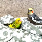 オカメインコ・セキセイインコ