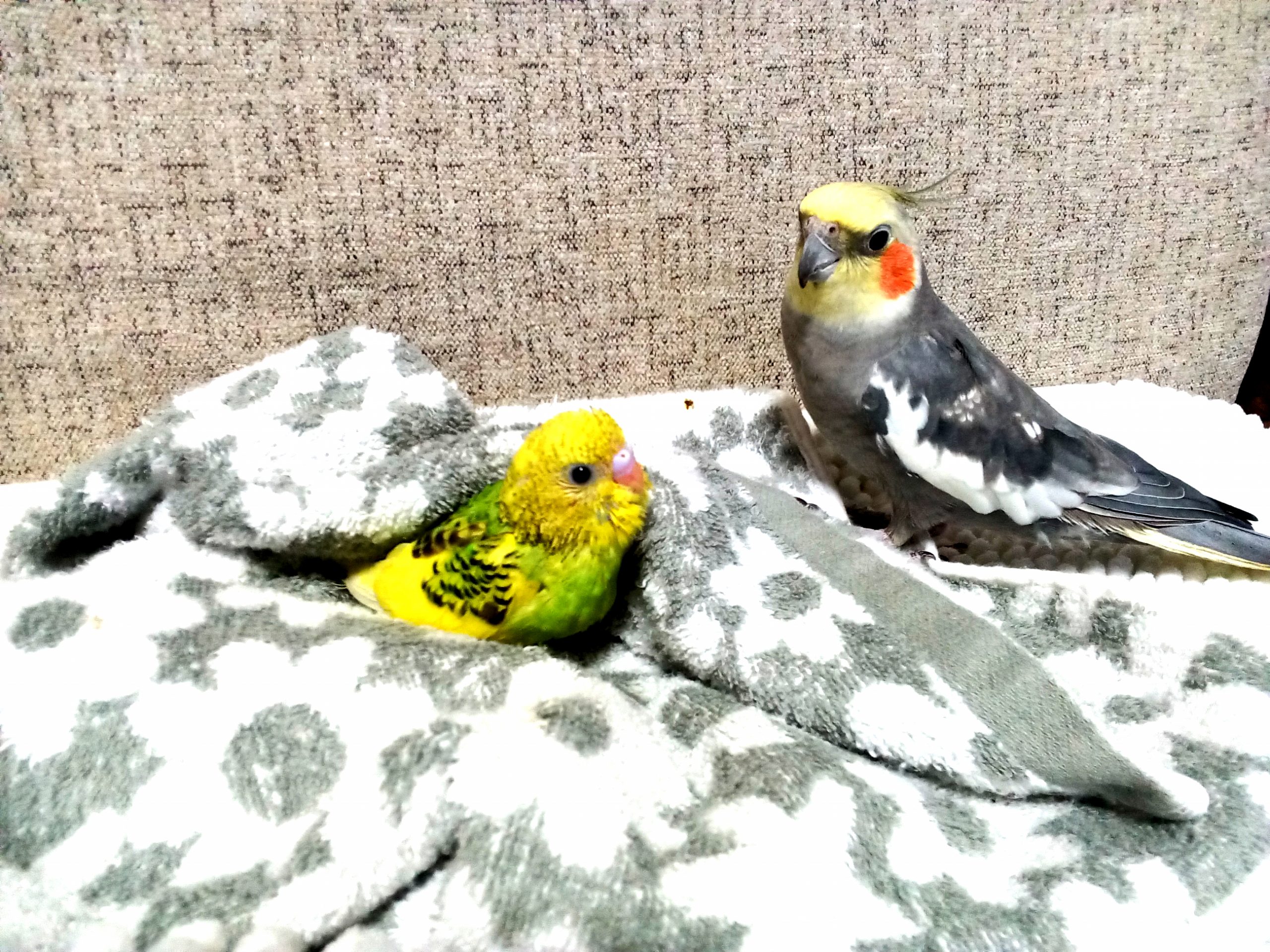 オカメインコ・セキセイインコ