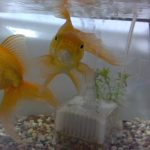 金魚