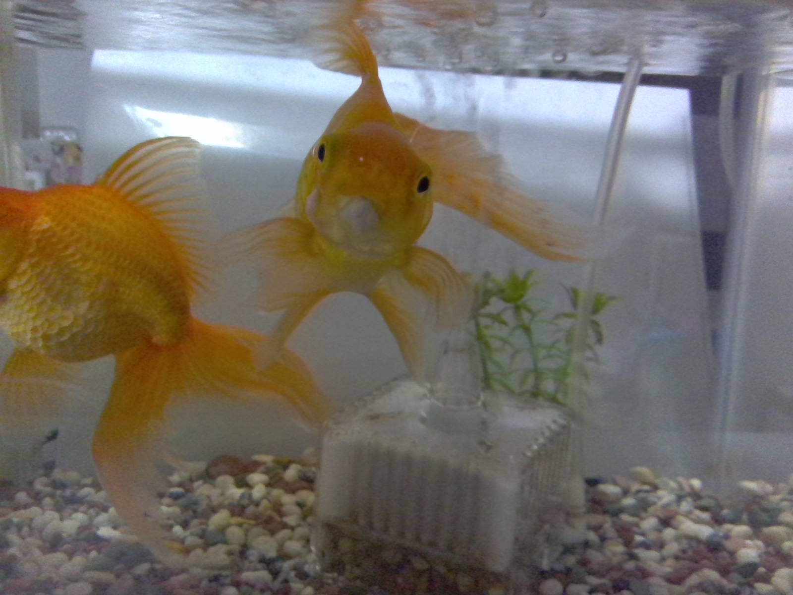 金魚