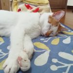 近くで拾った元野良猫ちゃん