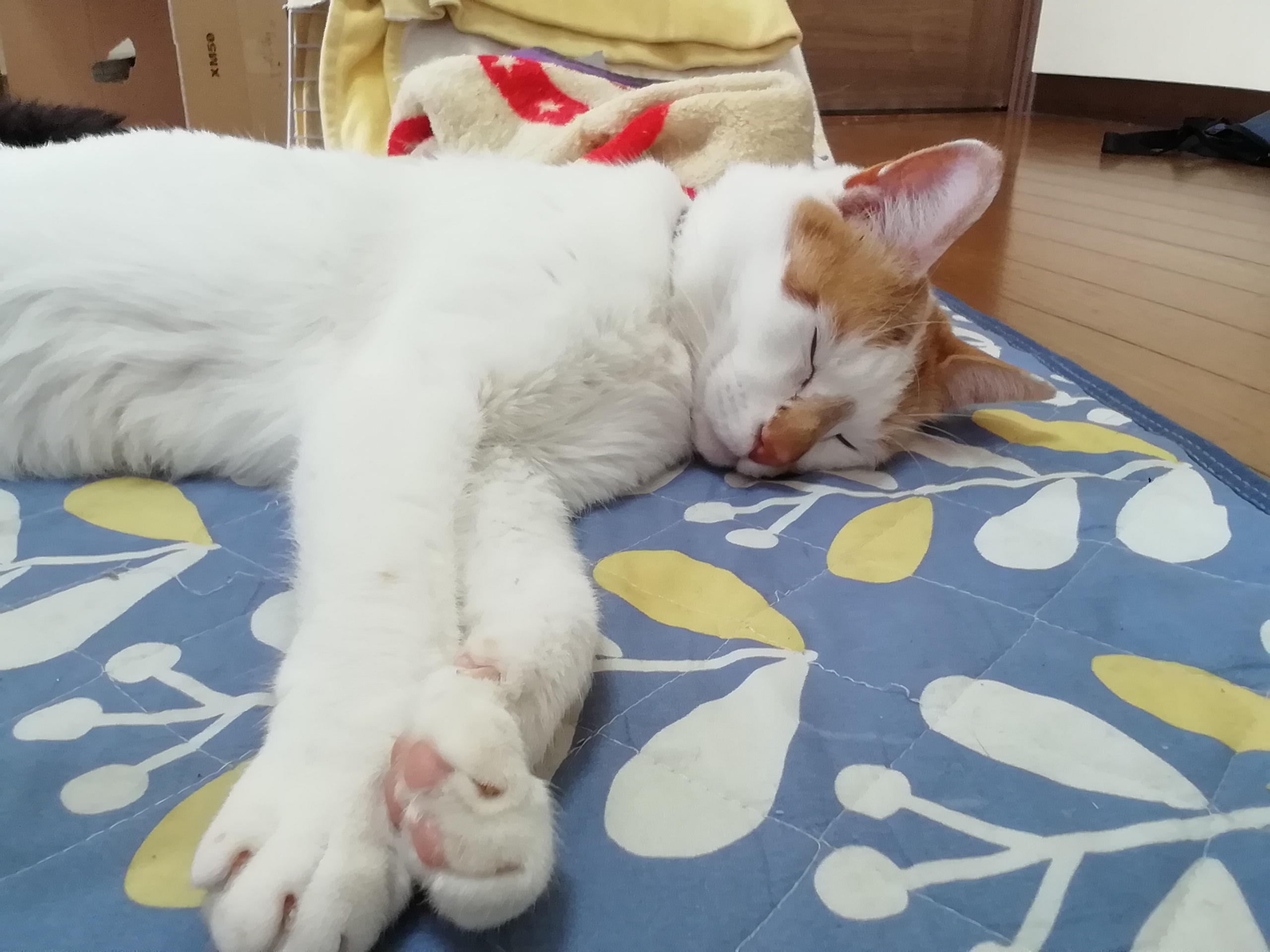 近くで拾った元野良猫ちゃん