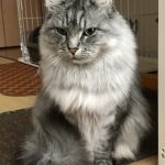 レオン　キンカロー（長足）ー