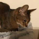 アビシニアン