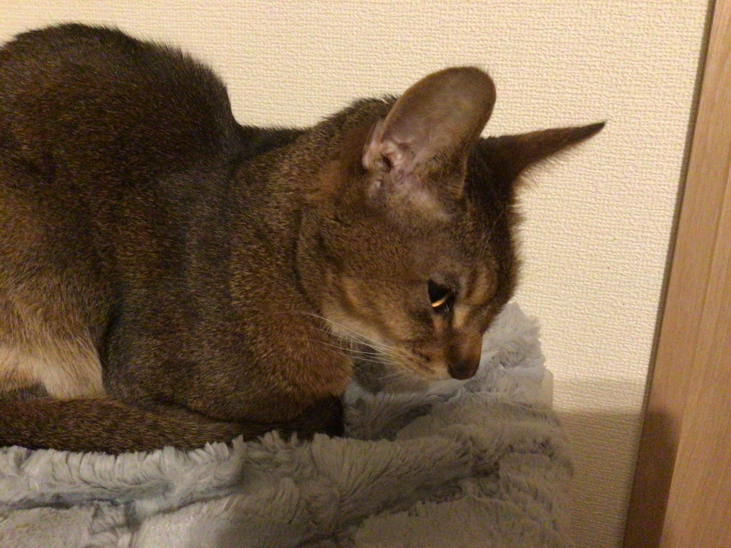 アビシニアン