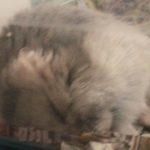 可愛いサフィ♪