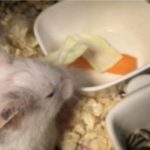 ゴールデンハムスターを飼ってます♪