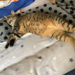 可愛すぎて困ります　元々野良猫だよ