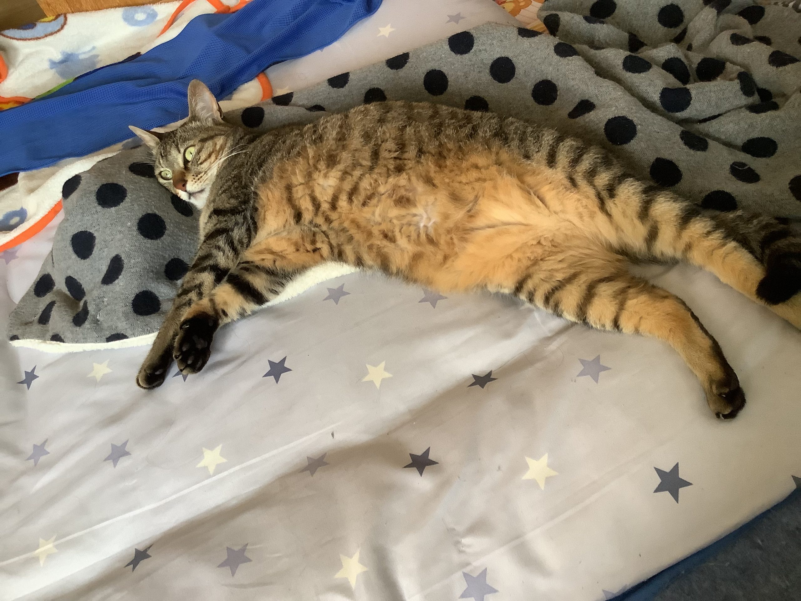 可愛すぎて困ります 元々野良猫だよ