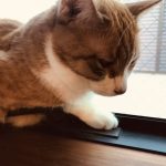 ここがお気に入り
