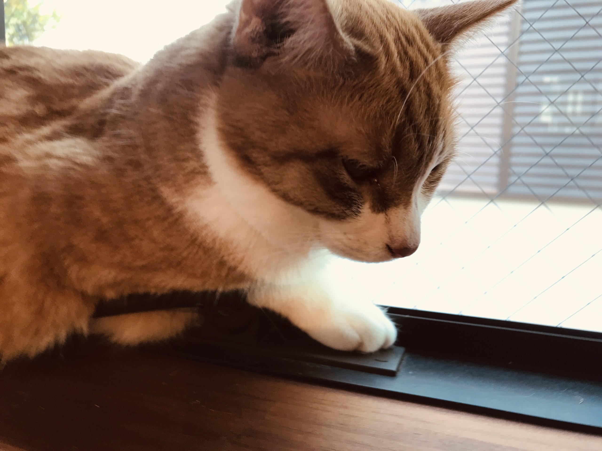 ここがお気に入り